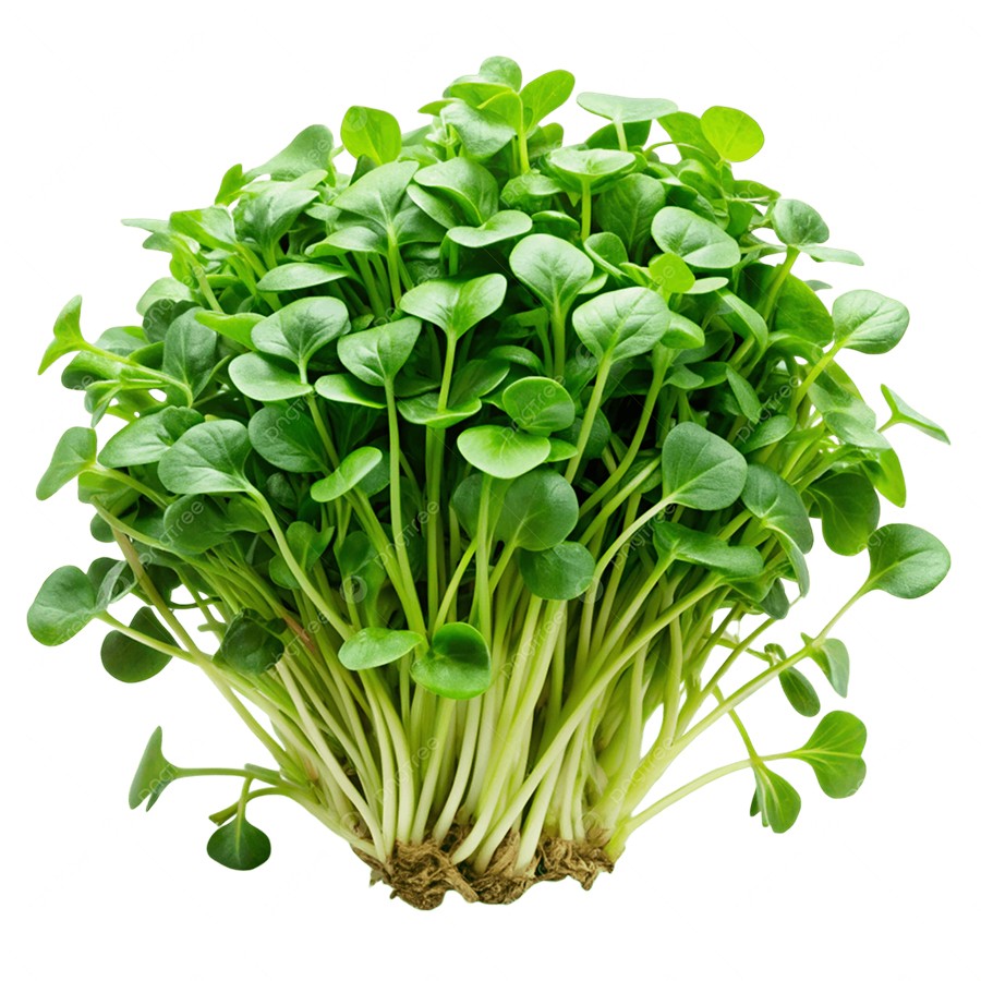 Cải xoong vietgap (PLU 105)