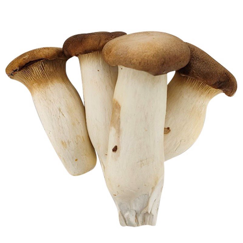 Nấm đùi gà GOG Hữu Cơ 250g