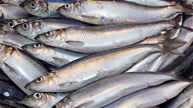 Cá trích tươi Phú Sang 500g