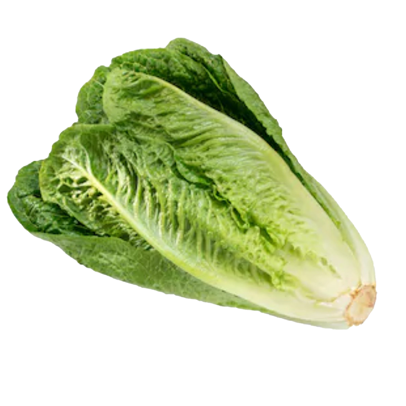 Rau xà lách Vietgap (Roman)