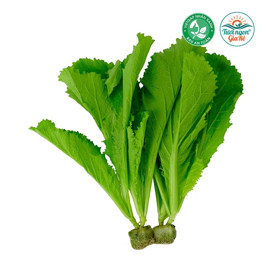 Cải canh (Cải xanh) Vietgap (PLU 21)