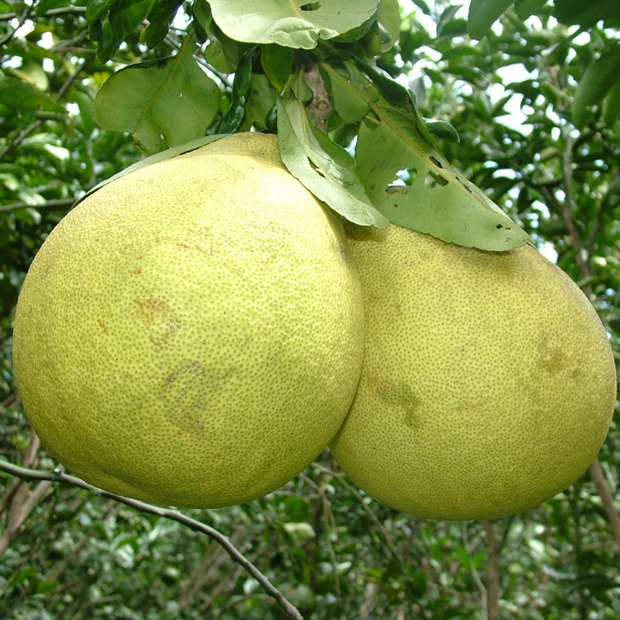 Bưởi năm roi Vĩnh Long PLU414/kg